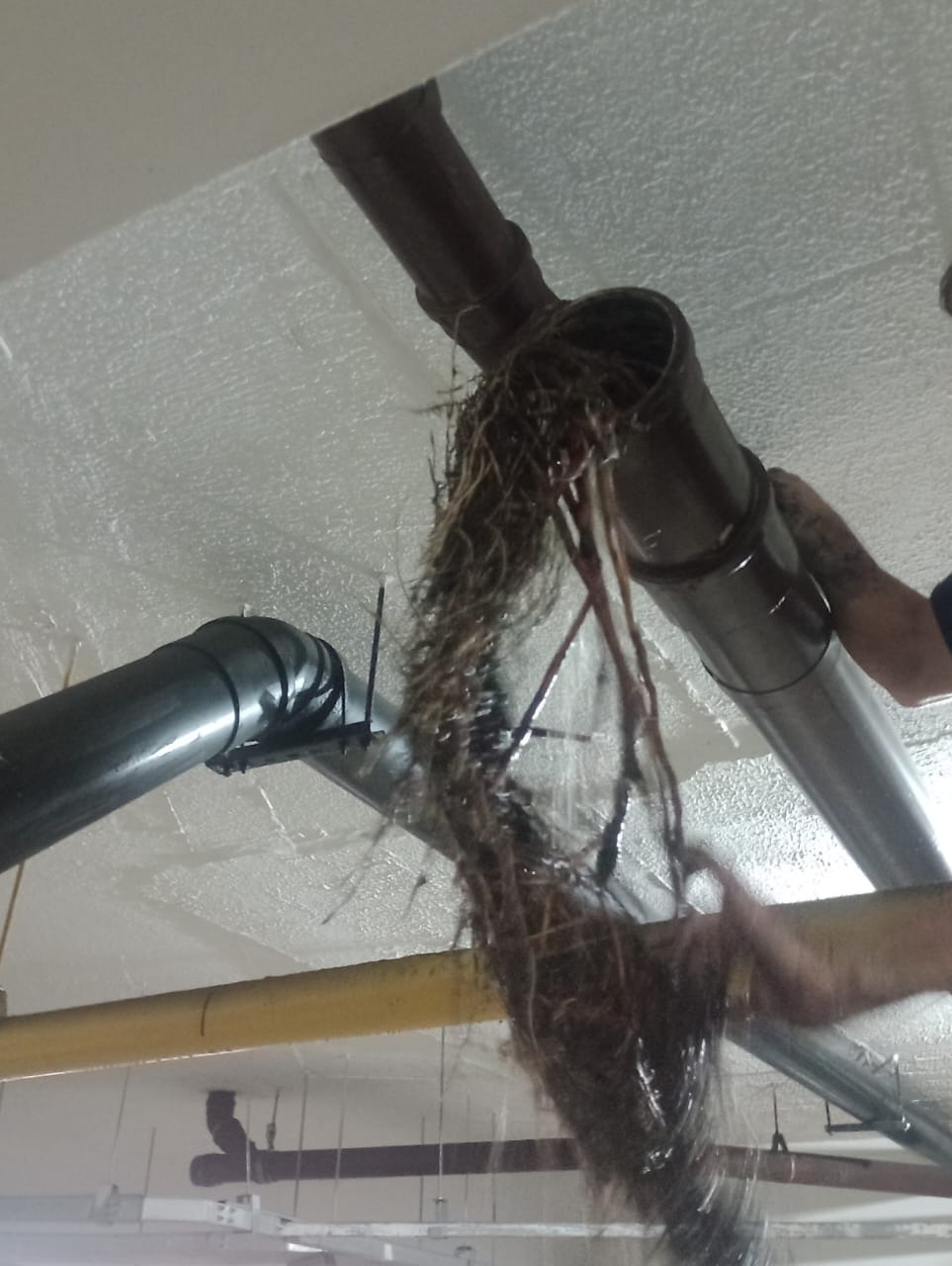 Imagem do WhatsApp 4.41.jpg